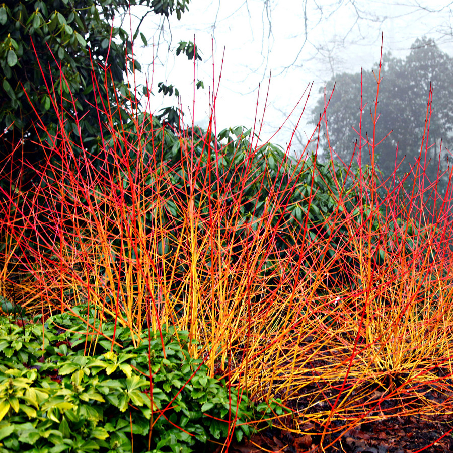 Cornus_sanguinea_Midwinter_Fire_-_Zold_levelu_narancssarga_vesszeju_som Cornus sanguinea 'Midwinter Fire' - Zöld levelű