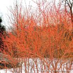 Cornus sanguinea 'Winter Beauty' - Narancssárga vesszejű som