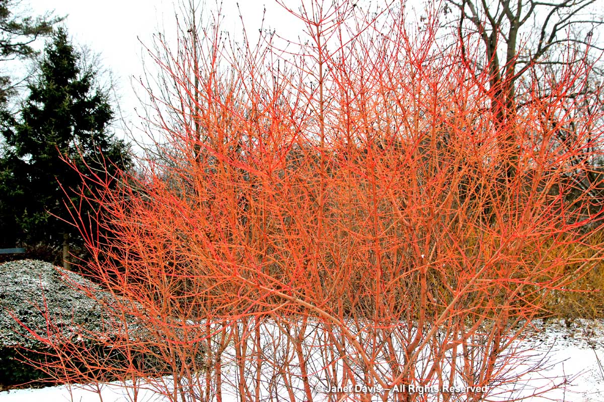 Cornus sanguinea 'Winter Beauty' - Narancssárga vesszejű som