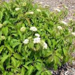 Cornus sericea 'Kelseyi' - Törpe som