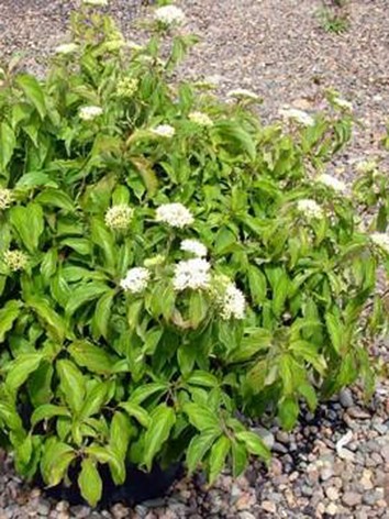 Cornus sericea 'Kelseyi' - Törpe som