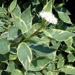 Cornus sericea 'White Gold' - Sárga vesszejű