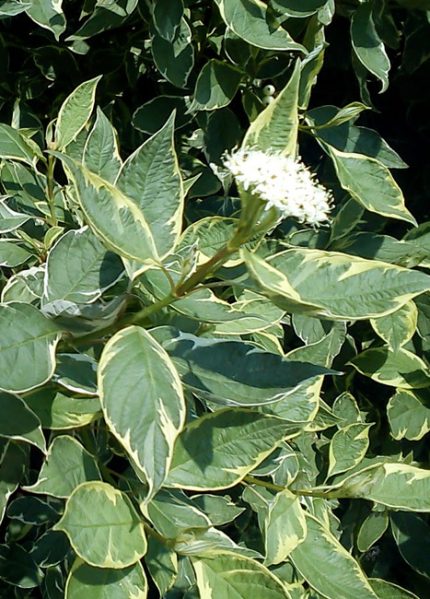 Cornus sericea 'White Gold' - Sárga vesszejű