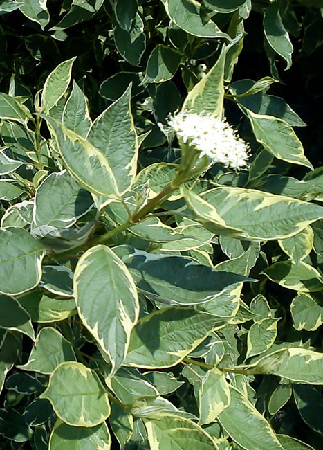 Cornus_sericea_White_Gold_-_Sarga_vesszeju_feher_levelszelu_som Cornus sericea 'White Gold' - Sárga vesszejű