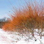 Cornus sanguinea 'Annie's Winter Orange' - Zöld levelű