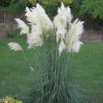 Cortaderia selloana White Feather