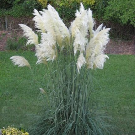 Cortaderia selloana White Feather