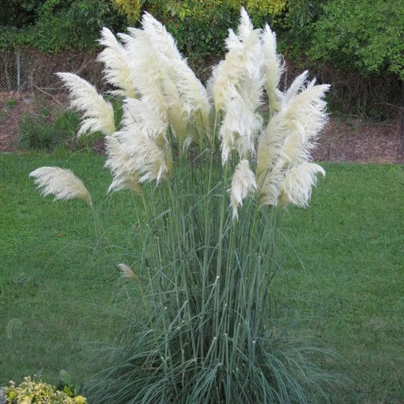 Cortaderia_selloana_White_Feather Cortaderia selloana White Feather
