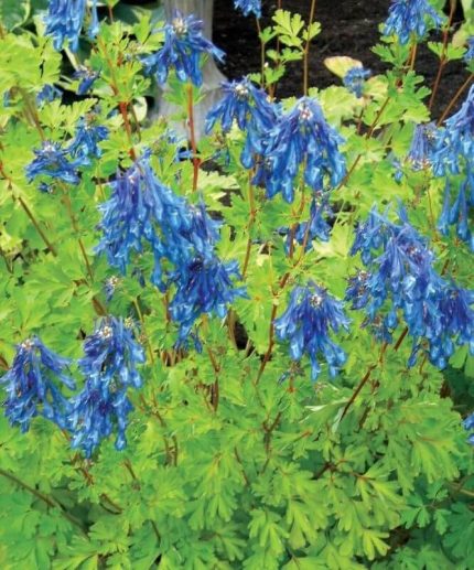 Corydalis elata (Keltike)