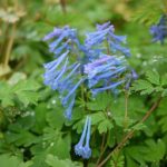 Corydalis flexuousa 'Blue Panda' (Égszínkék keltike)
