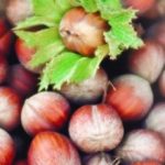 Corylus Tonda Giffoni