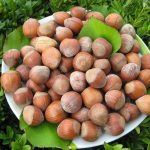 Corylus avellana 'Hallesche Riesen' - Mogyoró