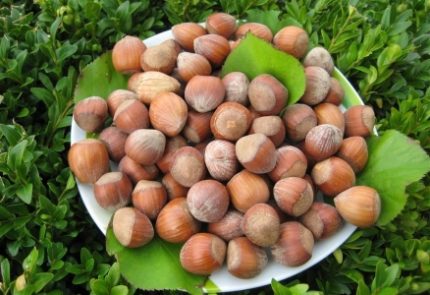 Corylus avellana 'Hallesche Riesen' - Mogyoró