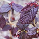 Corylus avellana 'Red Majestic'® - Csavartvesszejű vérmogyoró