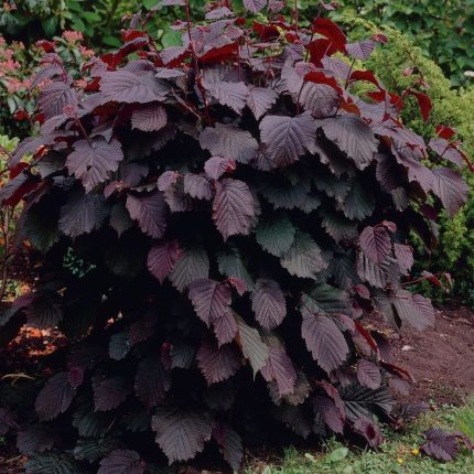 Corylus maxima 'Purpurea' - Vérmogyoró