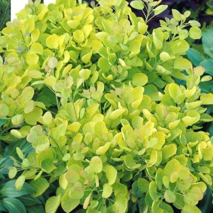 Cotinus coggygria 'Golden Spirit'® -