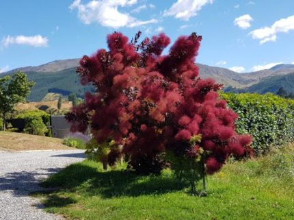 Cotinus coggygria 'Grace' -