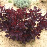 Cotinus coggygria 'Lilla'® - Bordó levelű
