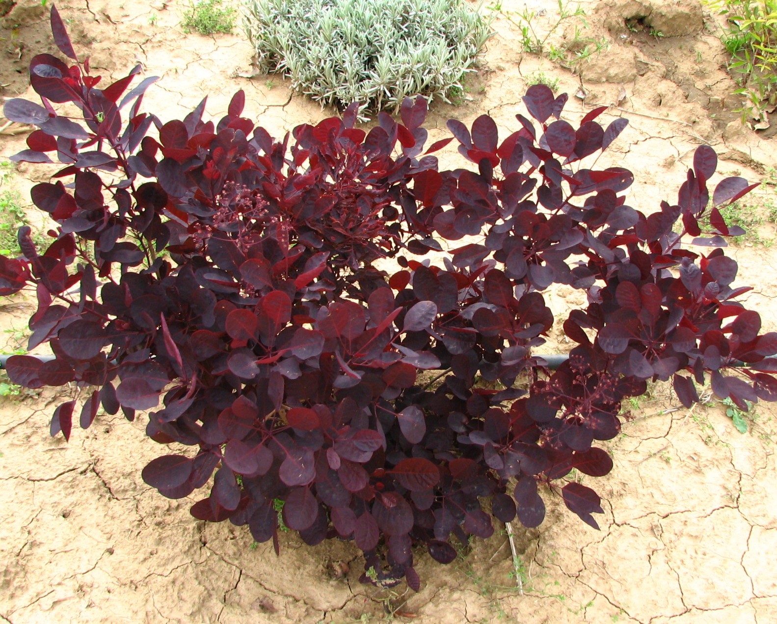 Cotinus coggygria 'Lilla'® - Bordó levelű