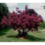 Cotinus coggygria 'Royal Purple' - Bordó levelű cserszömörce