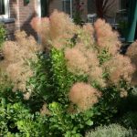 Cotinus coggygria 'Young Lady'® - Korai virágzású cserszömörce