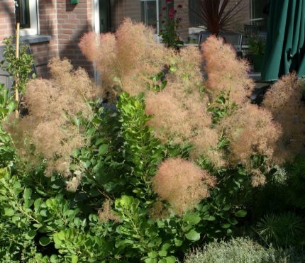 Cotinus coggygria 'Young Lady'® - Korai virágzású cserszömörce