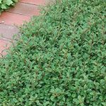 Cotoneaster dammeri 'Eichholz' - Madárbirs