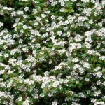 Cotoneaster dammeri 'Green Carpet' -