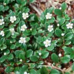 Cotoneaster dammeri 'Mooncreeper' -