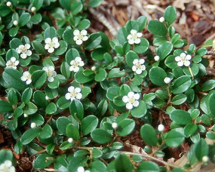 Cotoneaster dammeri 'Mooncreeper' -