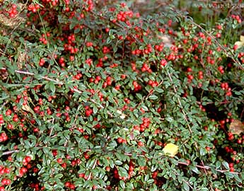 Cotoneaster dammeri 'Royal Carpet' - Terülő madárbirs