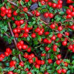 Cotoneaster dammeri 'Schoon' - Talajtakaró madárbirs