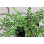 Cotoneaster dammeri var. Radicans (Szőnyeg madárbirs)