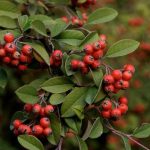 Cotoneaster franchetii - Vaskoslevelű madárbirs