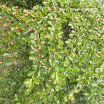 Cotoneaster horizontalis - Kerti madárbirs