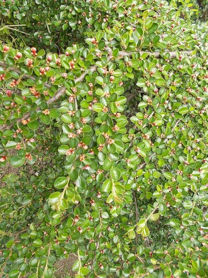Cotoneaster horizontalis - Kerti madárbirs
