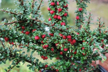 Cotoneaster microphyllus - Aprólevelű madárbirs