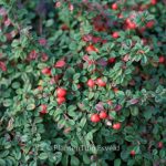 Cotoneaster procumbens 'Streib's Findling' - Kúszó madárbirs