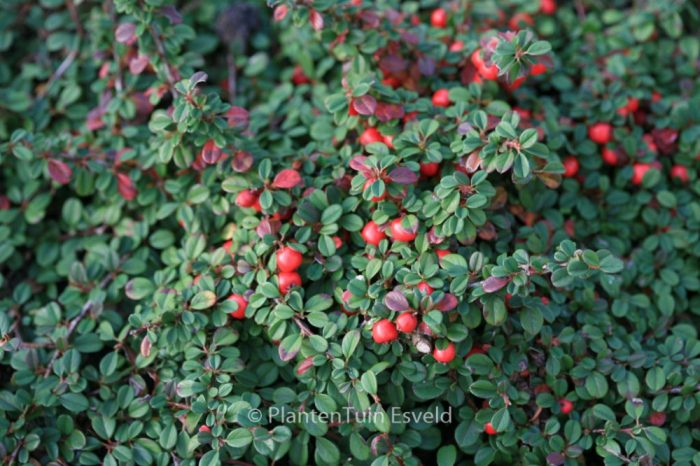 Cotoneaster_procumbens_Streibs_Findling_-_Kuszo_madarbirs Cotoneaster procumbens 'Streib's Findling' - Kúszó madárbirs