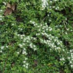 Cotoneaster radicans 'Rami' - Kúszó madárbirs
