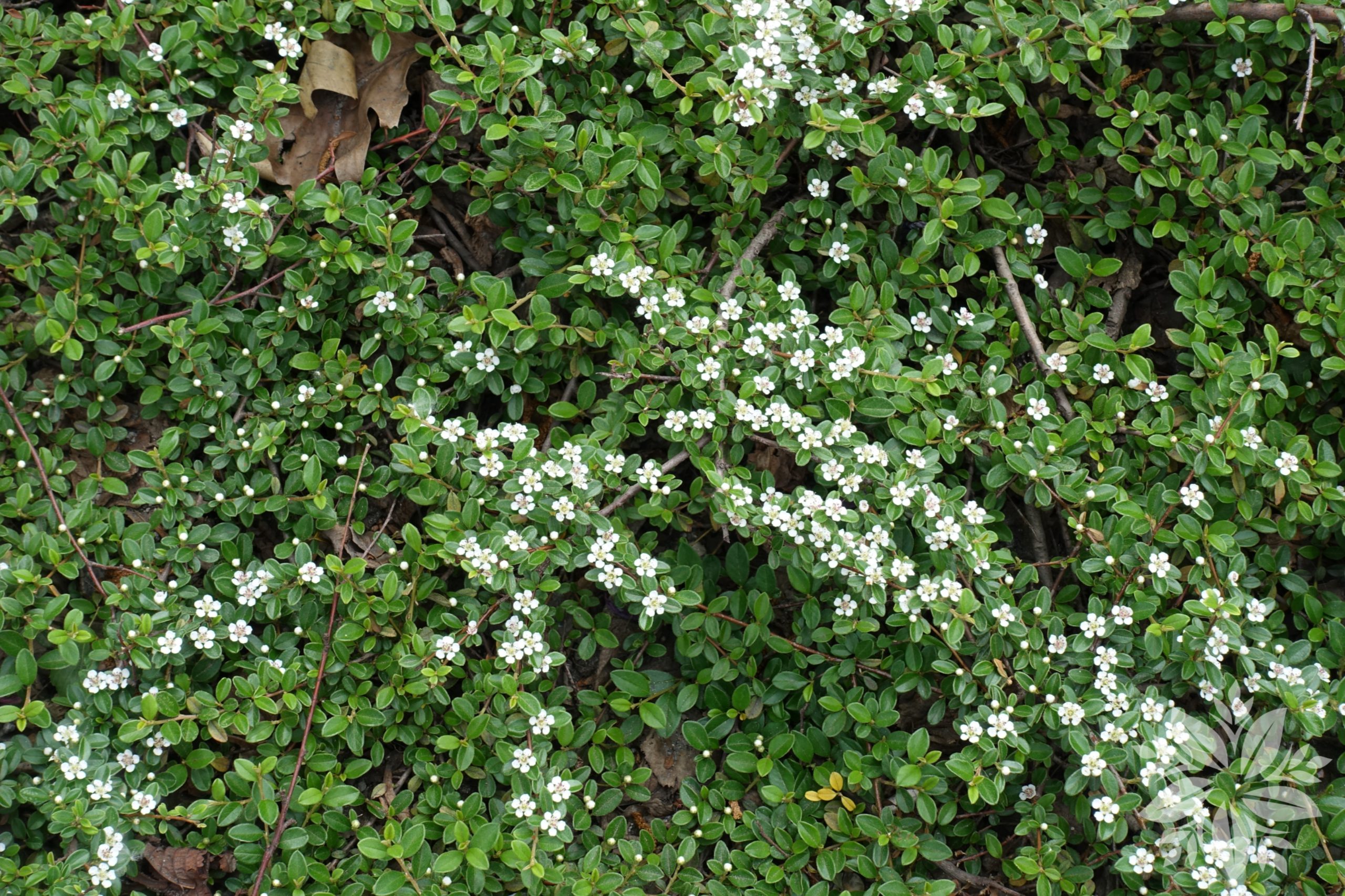 Cotoneaster_radicans_Rami_-_Kuszo_madarbirs Cotoneaster radicans 'Rami' - Kúszó madárbirs