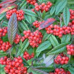 Cotoneaster salicifolius 'Herbstfeuer' - Fűzlevelű madárbirs