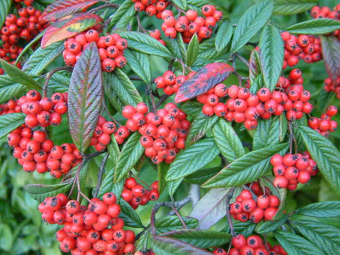 Cotoneaster_salicifolius_Herbstfeuer_-_Fuzlevelu_madarbirs Cotoneaster salicifolius 'Herbstfeuer' - Fűzlevelű madárbirs