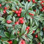 Cotoneaster salicifolius 'Parkteppich' - Fűzlevelű madárbirs