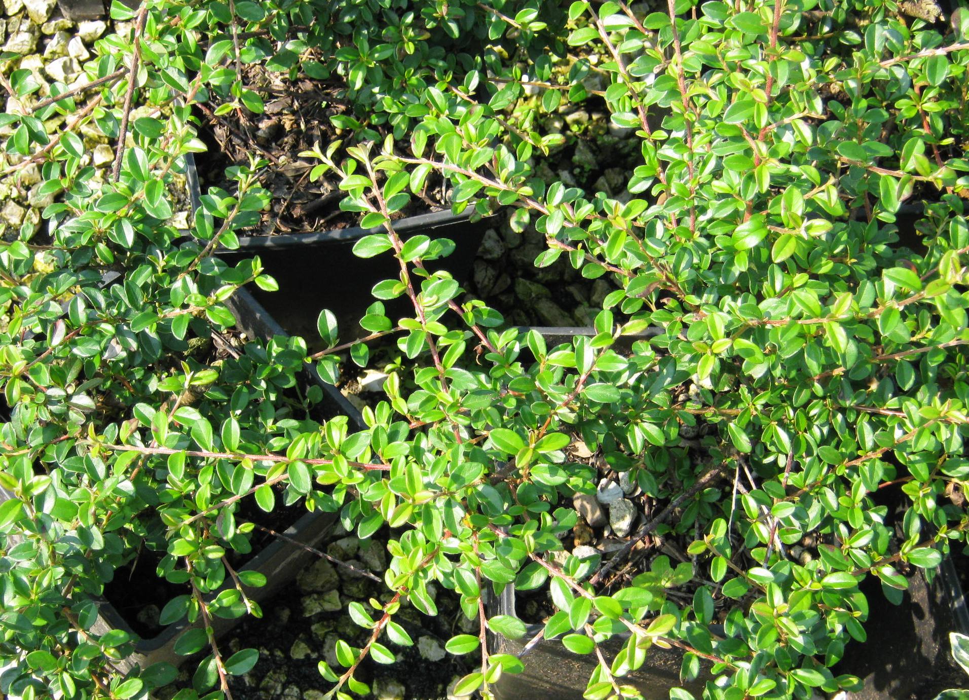 Cotoneaster_x_suecicus_Skogholm_-_Henye_madarbirs Cotoneaster x suecicus 'Skogholm' - Henye madárbirs