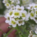 Crambe cordifolia (Szívlevelű tátorján)