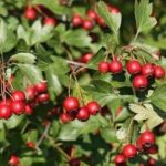 Crataegus monogyna - Egybibés galagonya