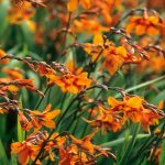 Crocosmia  'Orange Pekoe' (Sáfrányfű)
