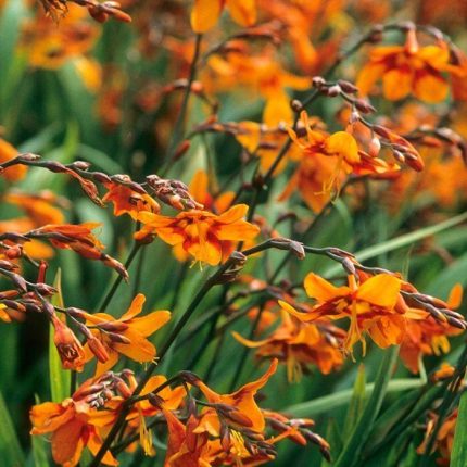 Crocosmia  'Orange Pekoe' (Sáfrányfű)
