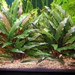 Cryptocoryne Wendtii Tropica akváriumi növény